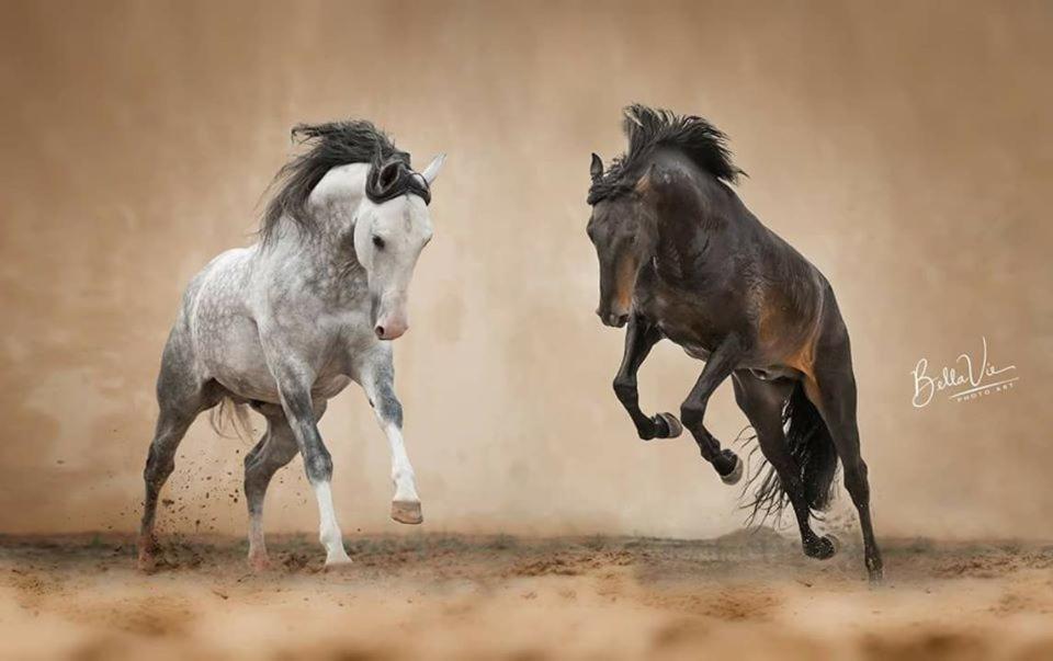 Horse Riding Country House Віла-Франка-де-Шіра Екстер'єр фото